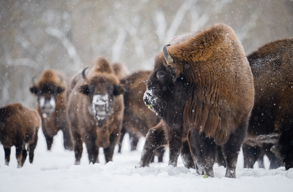 Wyoming